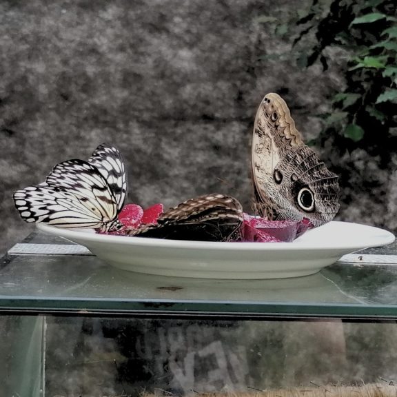 What to see in Lodz: The rare exotic butterfly exhibition