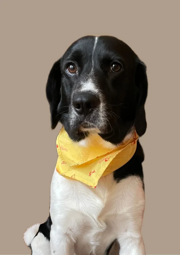 A Yellow Bandana and a Return to Passion: How Psi Bufet Inspired a Home Photoshoot with William