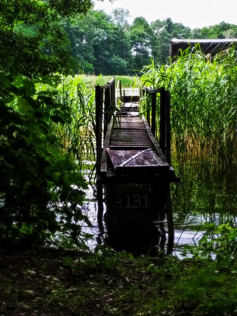 What to see near Walcz: The beautiful Beech Forest